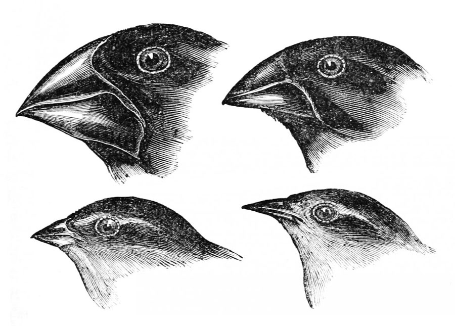 Darwins Finches