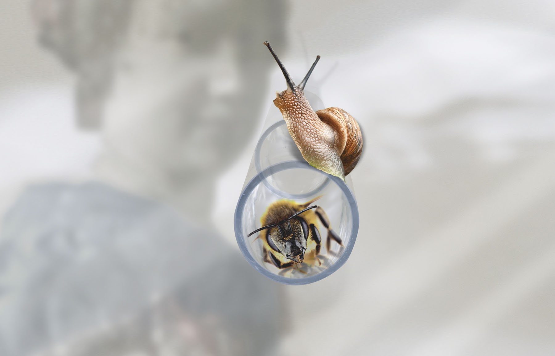 Glass Tube, Snail and Honey Bee