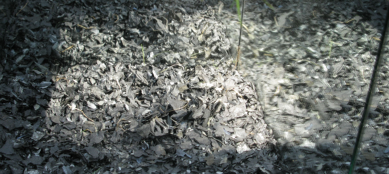Burnt ashes photo
