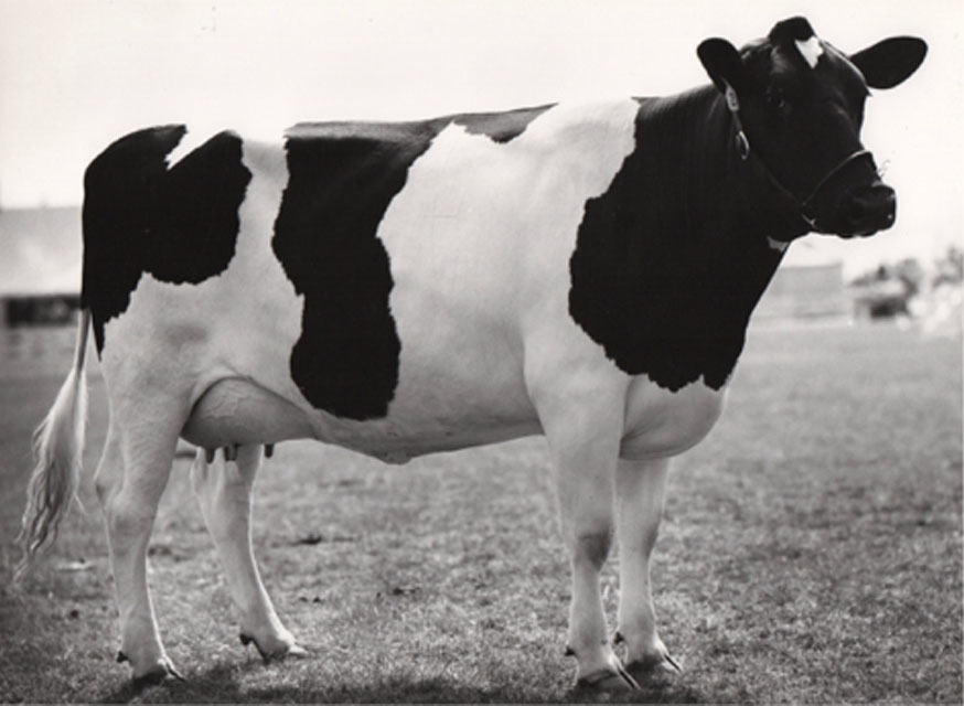 Cow in a Field